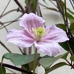 Clematis montana 花