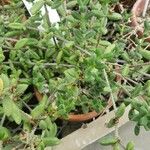 Delosperma echinatum List