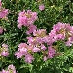 Saponaria officinalisFlower