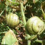 Medicago scutellata Frugt