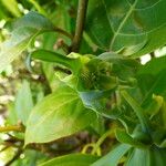 Cananga odorata Flower