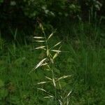 Helictochloa pratensis Habit