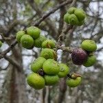 Ficus maxima Froito