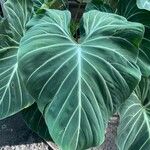 Philodendron gloriosum Levél