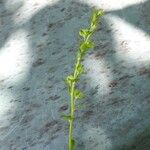 Veronica peregrina Leaf