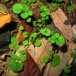 Cardamine oligosperma Агульны выгляд