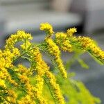 Solidago rugosa Hábito