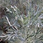 Artemisia arborescens برگ