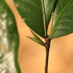 Tetraberlinia bifoliolata Blatt