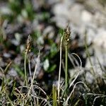 Carex glacialis Sonstige