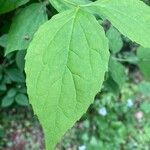 Philadelphus pubescens Leaf