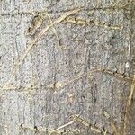Ficus lyrata 樹皮
