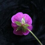 Geranium procurrens Flower