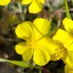 Helianthemum italicum 花