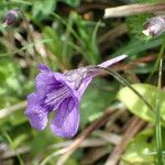 Pinguicula grandiflora Кветка