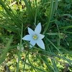 Ornithogalum divergens Žiedas