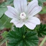 Malva neglecta Blomma