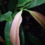 Garcinia intermedia Leaf