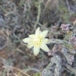 Cylindropuntia leptocaulis Flower