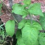 Solanum dulcamara Лист