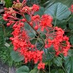 Clerodendrum speciosissimumBloem