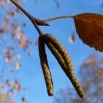 Betula utilis Frukto