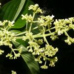 Psychotria luxurians Цвят