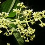 Palicourea luxurians Cvet
