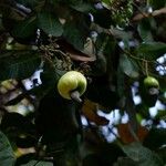 Anacardium occidentale Φρούτο