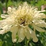 Cephalaria gigantea Flower