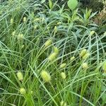 Carex squarrosa Floare