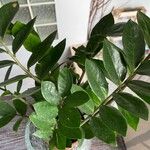 Zamioculcas zamiifolia Blatt