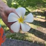 Plumeria obtusa Flor