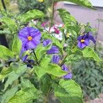 Lycianthes rantonnetii Libunga