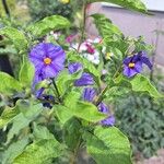 Lycianthes rantonnetii Облик