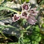 Allium narcissiflorumŽiedas