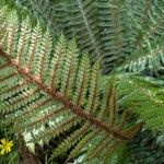 Polystichum vestitum Blad