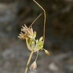 Allium oporinanthum Other