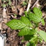 Toxicodendron diversilobum Hoja