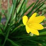 Zephyranthes citrina Çiçek