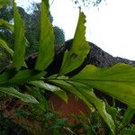 Wallichia oblongifolia Fulla