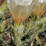 Mentzelia involucrata Flower