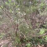 Erica arboreaFlower