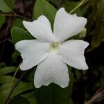 Thunbergia laevis ᱵᱟᱦᱟ