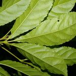 Anthodiscus chocoensis Leaf
