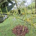 Epidendrum ciliare Blomma