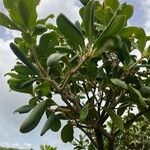Jacquinia armillaris Leaf