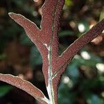 Bolbitis auriculata Leaf