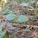 Urtica membranacea Leaf