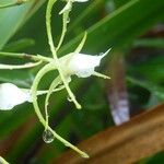 Angraecum expansum Blomma